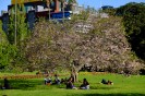 NZ: Auckland - Albertpark im Frühling 012