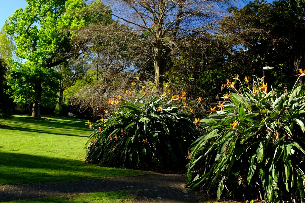 NZ: Auckland - Albertpark im Frühling 027