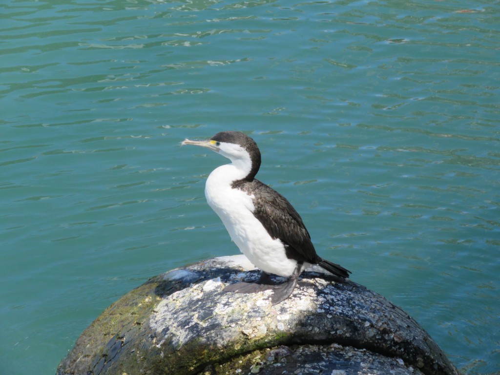 NZ: Auckland Harbaour - Blick vom Princess Wharf 2