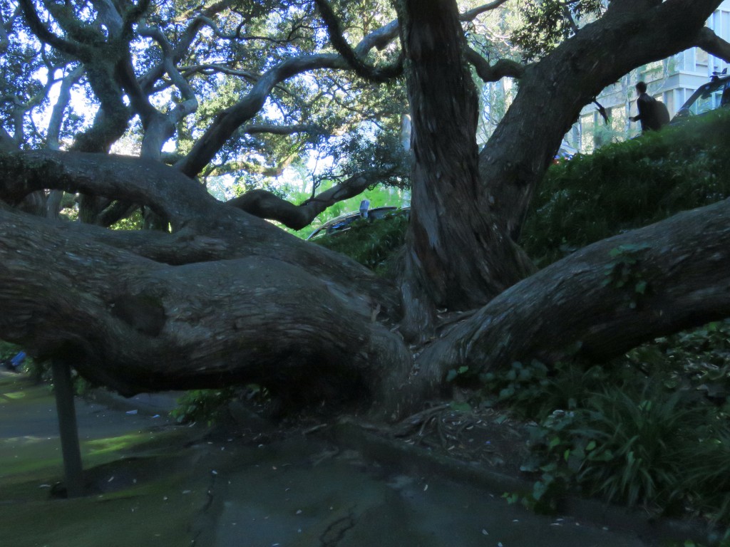 NZ: Auckland Emily Place Reserve 4