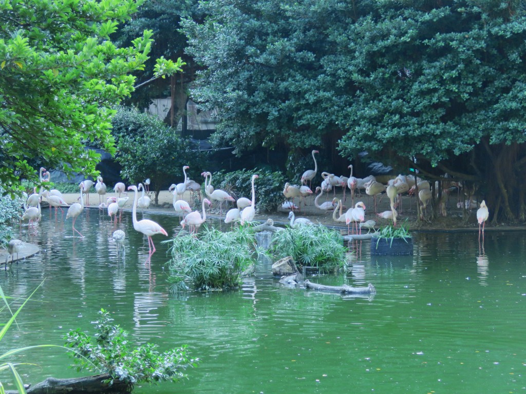 HK: Kowloon Park 4