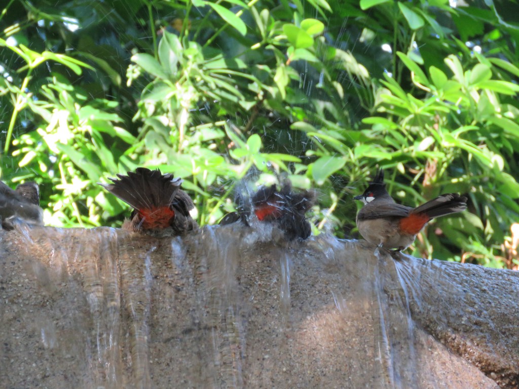 HK: Kowloon Park 5